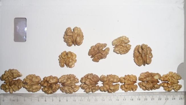 walnut kernel ch